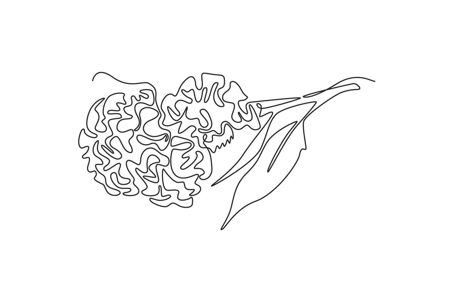 Continuous one line drawing beauty fresh brain celosia for garden logo. Printable decorative cockscomb flower for home decor wall art print poster. Single line draw design graphic illustration vector