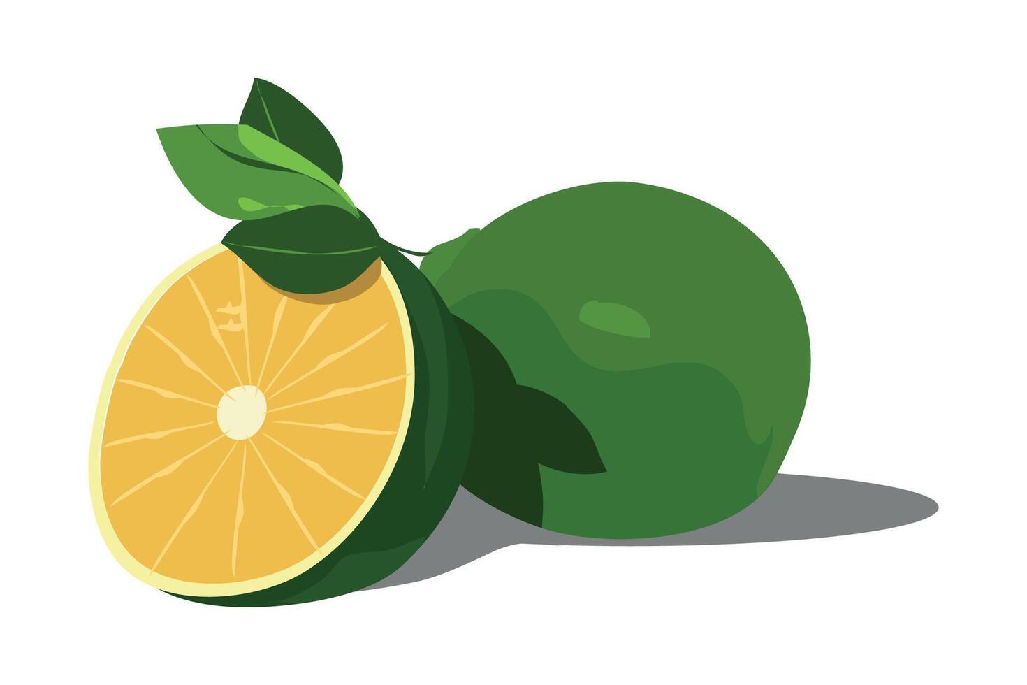 mosambi also known as sweet lemon flat style illustration vector