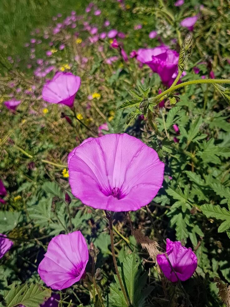 Focused and detailed portrait of the Convolvulus Althaeoides flower, The close-up perspective allows the viewer to fully appreciate the intricate beauty and vibrant colors of this delicate flower photo