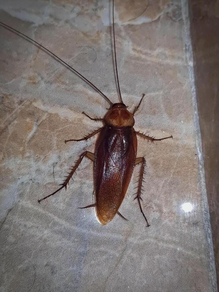 American cockroaches in this detailed view of body. Featuring a rich dark brown color, unique anatomy of these resilient insects, showcasing their elongated antennae, segmented bodies, and agile legs photo