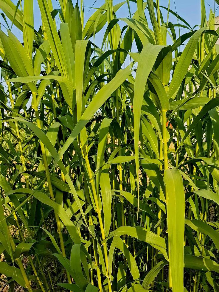 Beauty of nature with this stunning close-up scene of giant reeds. The tall, slender stalks showcase a vibrant green color, creating a lush and inviting backdrop photo