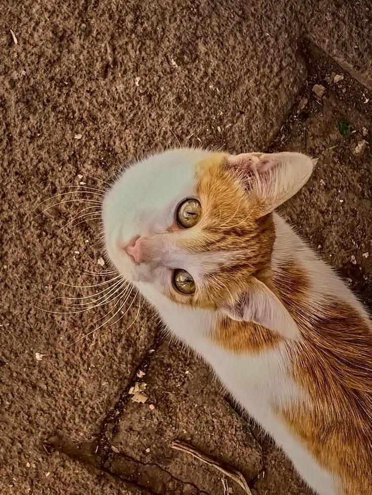 Curious Calico Cat's Captivating Gaze, shot from a low angle that emphasizes the feline's striking features. cat's vibrant white and orange markings create a visually striking and distinctive pattern photo