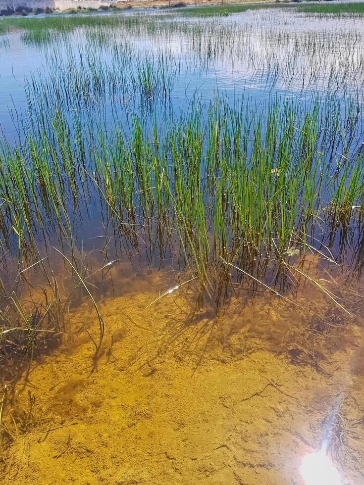 Interplay between nature and its reflection on the still waters of a pond. The lush, verdant grasses sway gently, their graceful movements mirrored in the calm, glassy surface of the water below photo