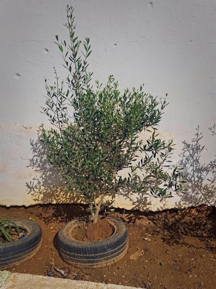 Olive Tree in Automotive Embrace, a symbol of resilience and growth, has found an unlikely home in this repurposed rubber vessel, adding a touch of whimsy and environmental harmony to the scene photo