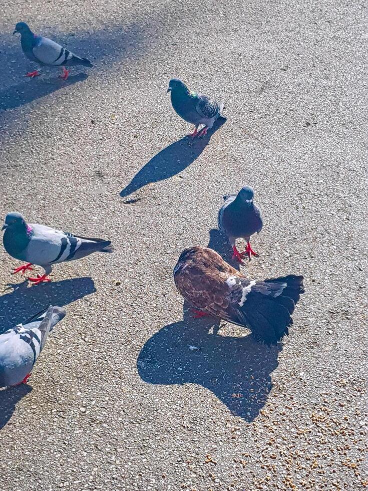 A group of pigeons on the asphalt road in the city is feeding photo