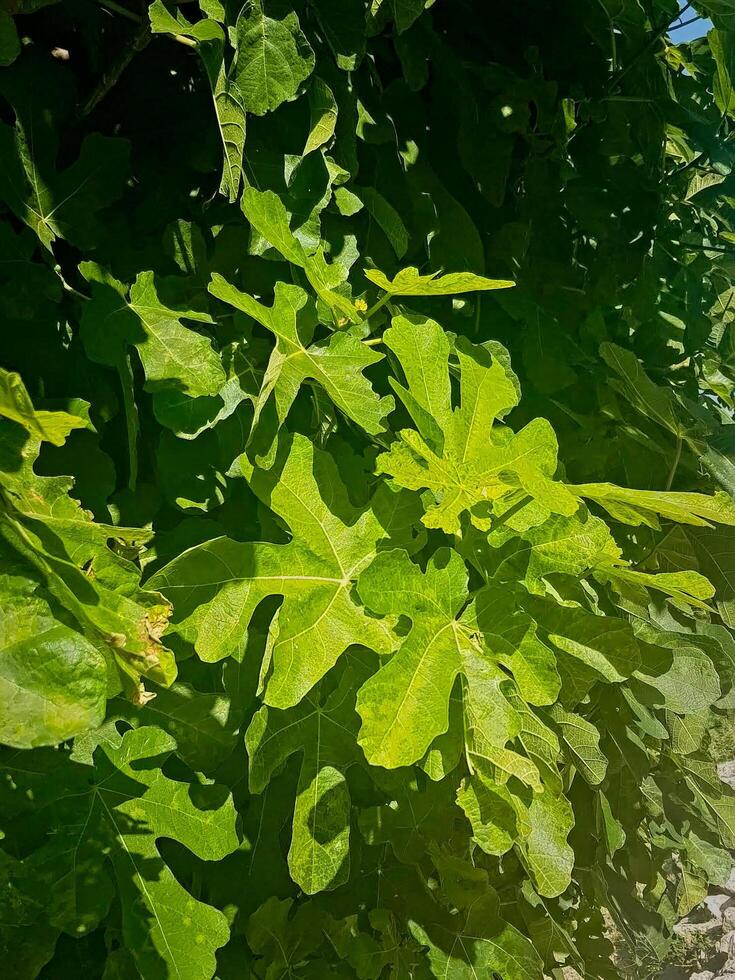 Sunlight Shining on Fig Tree Leaves, Natural Green Beauty photo