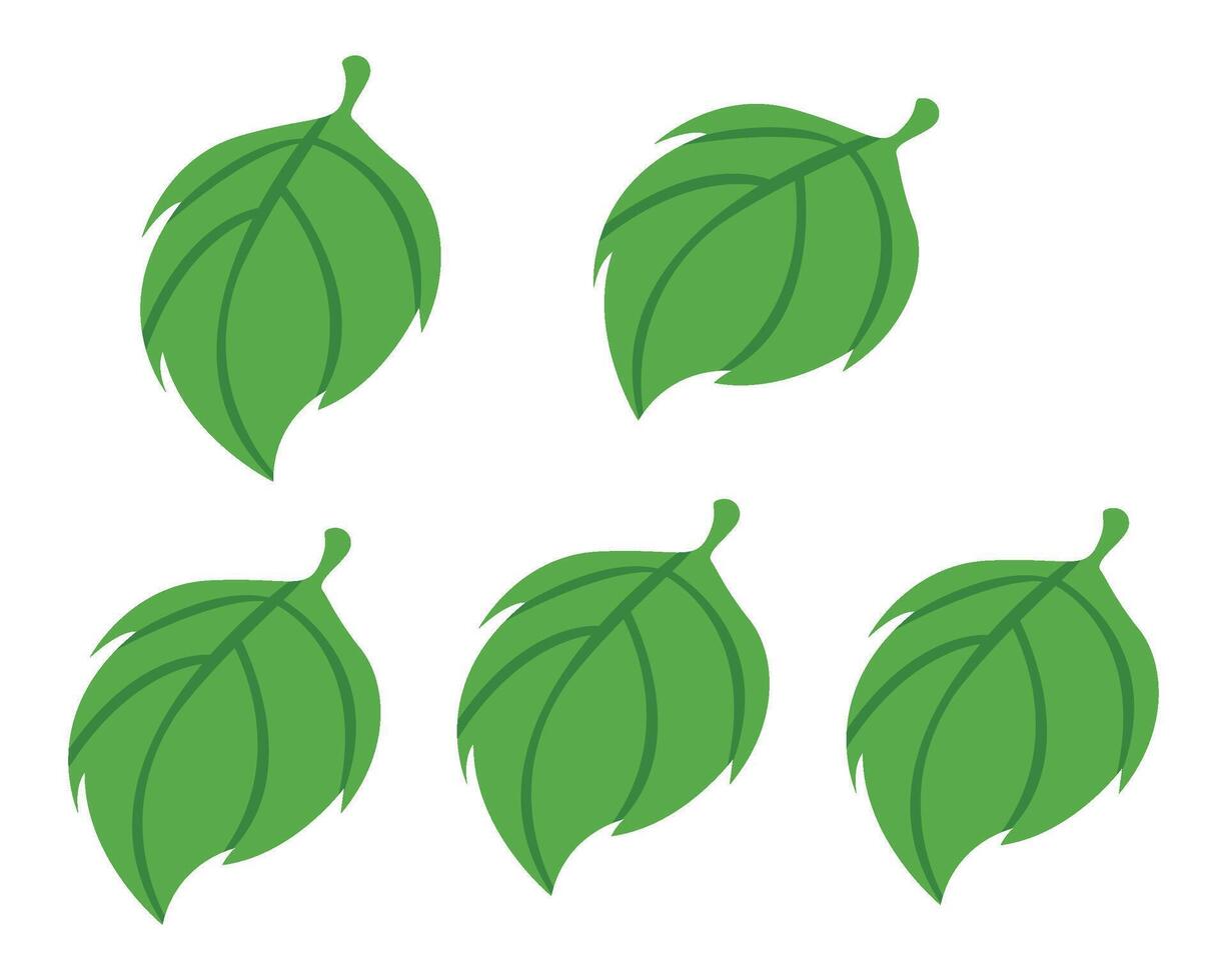 Green Leaves isolated on a white background vector