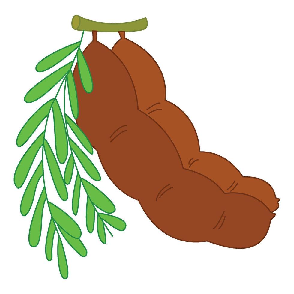 Cute tamarind cartoon illustration vector