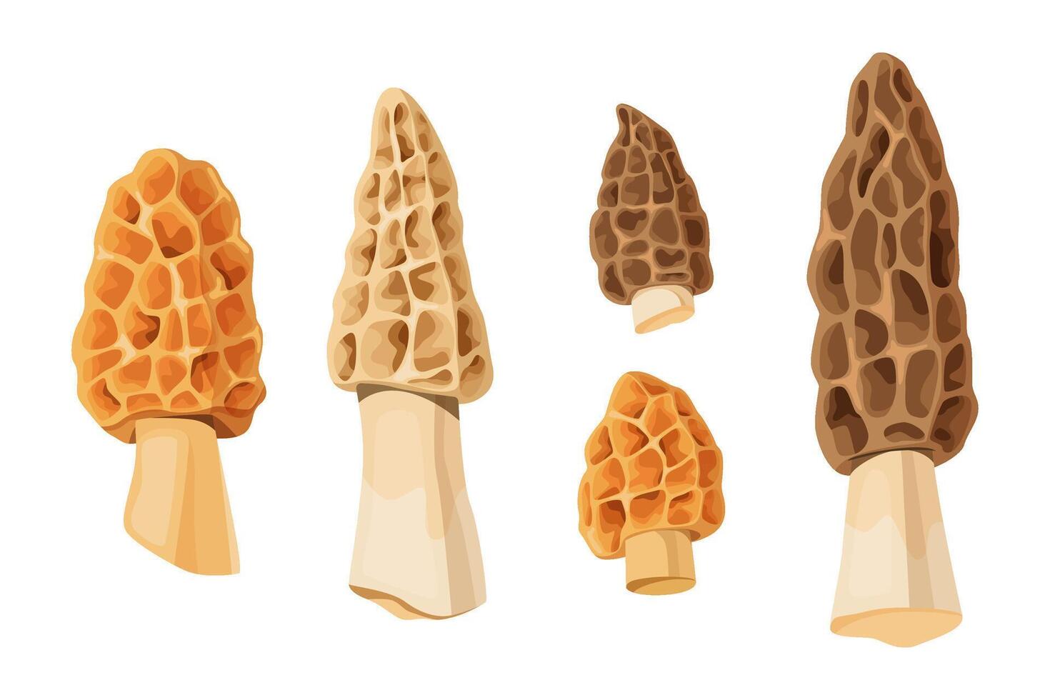 Set of morel mushrooms in various shapes and sizes. vector