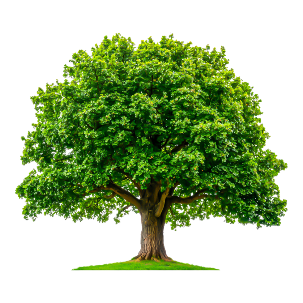 Lush Green Tree with Abundant Foliage in Natural Setting png