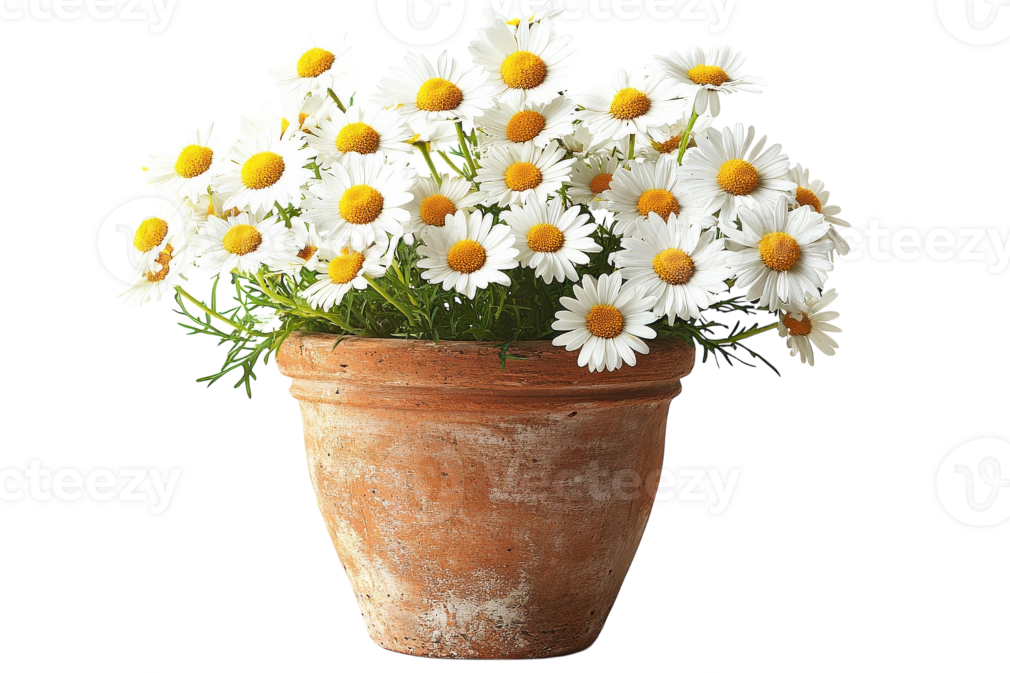 Bright white daisies in a terracotta pot adding freshness to a cozy indoor space png