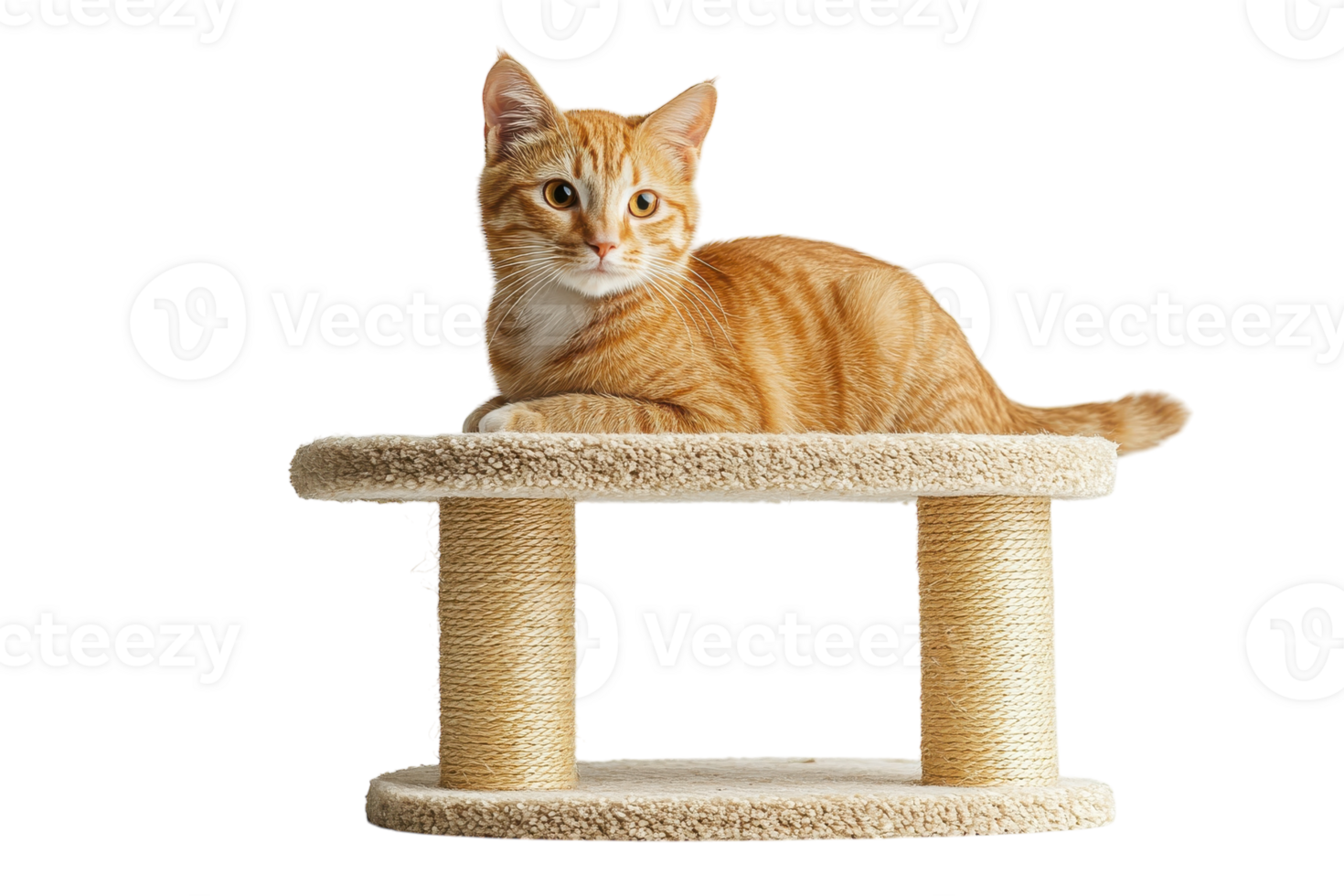 Cute orange cat relaxing on a scratching post in a bright indoor space png