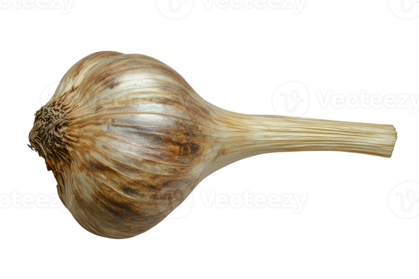 Fresh garlic bulb showcasing its unique shape and texture with natural brown hues and a long stem png