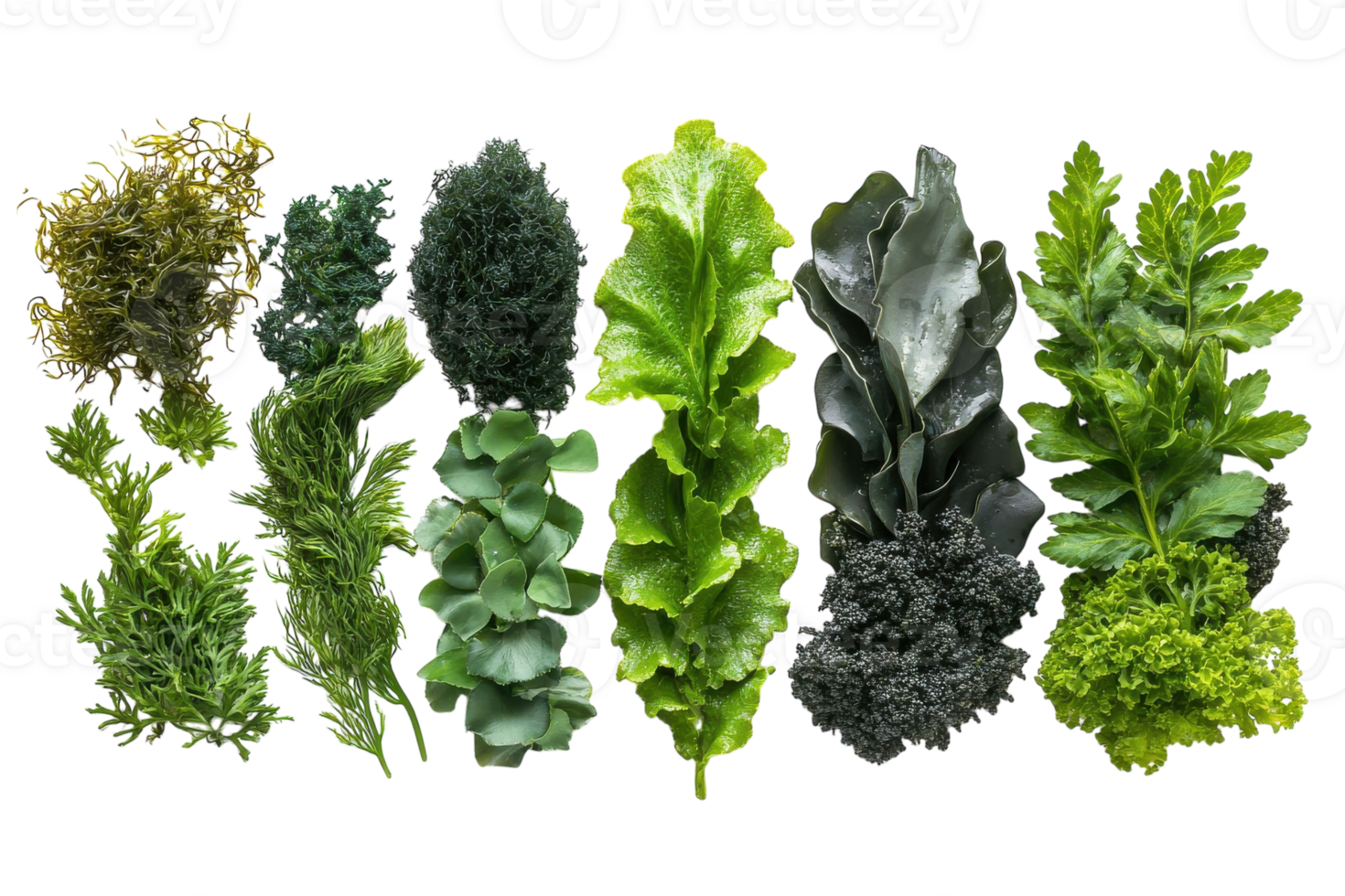 Fresh assortment of various leafy greens laid out on a surface showcasing vibrant textures and colors png