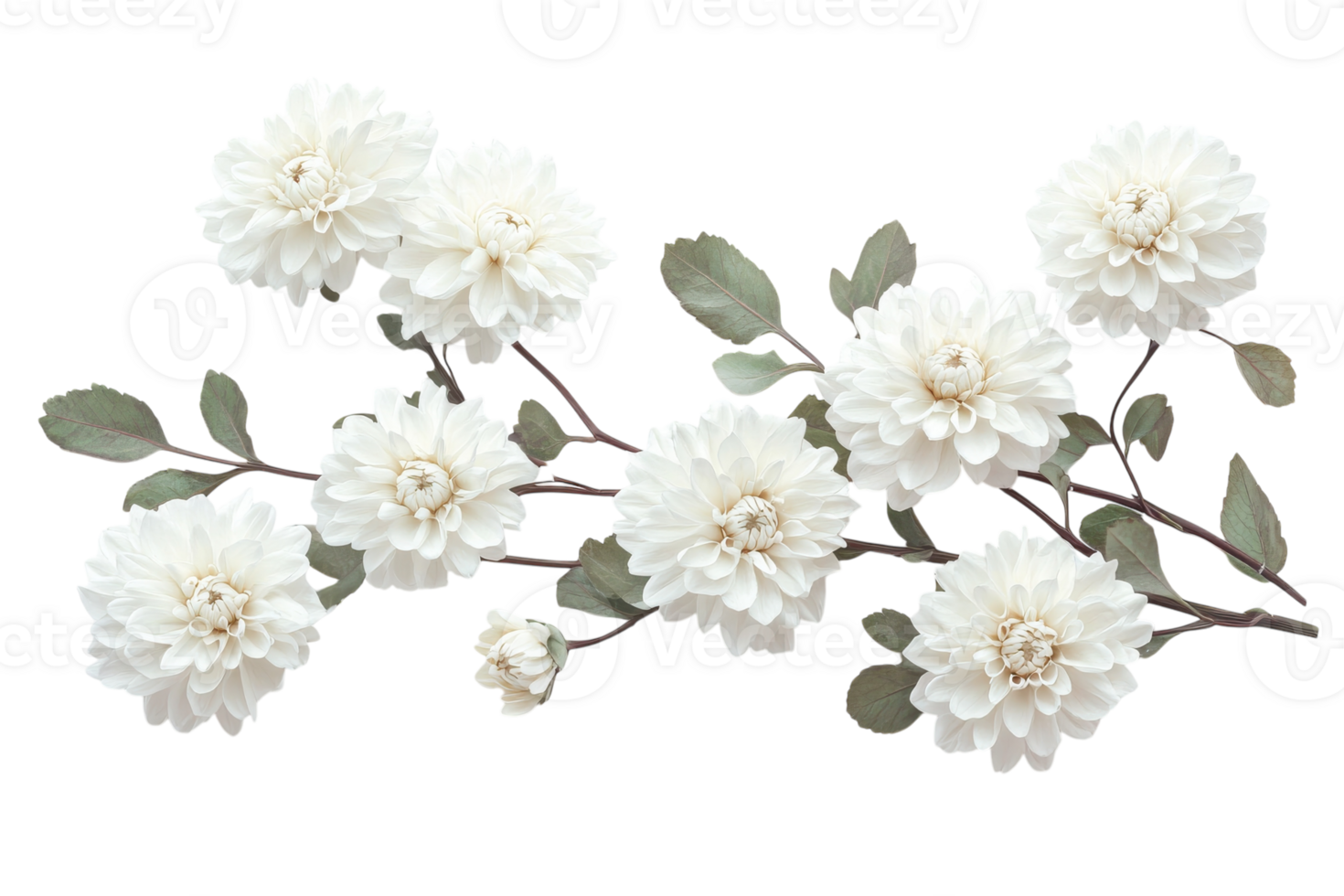 Beautiful white flowers with green leaves arranged delicately on a branch in a modern floral design setting png