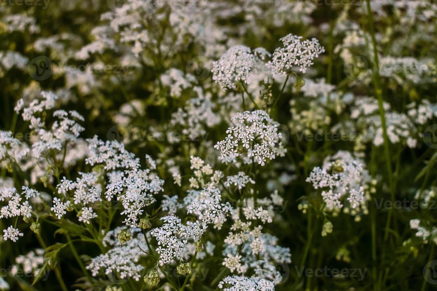 Wildflowers illuminated by the sun during sunset. Summer wildflowers in the light of the sun. A feeling of freedom and joy on a summer evening. Close to nature. photo
