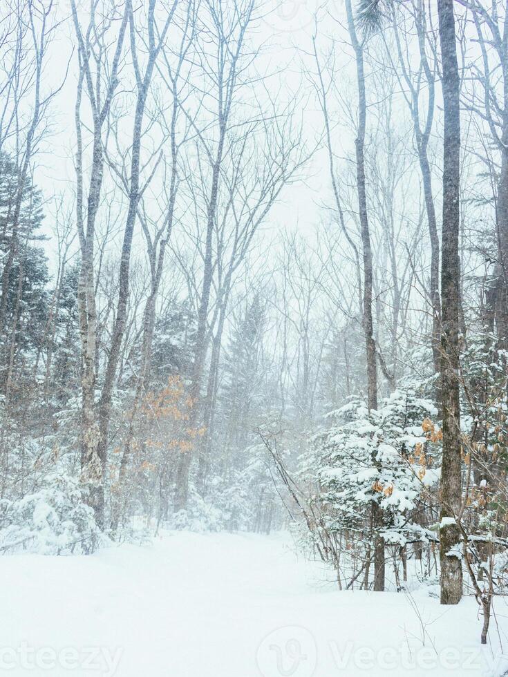 Taiga, winter forest. Pine trees in a snowy forest on a winter day. Forest covered with snow. photo