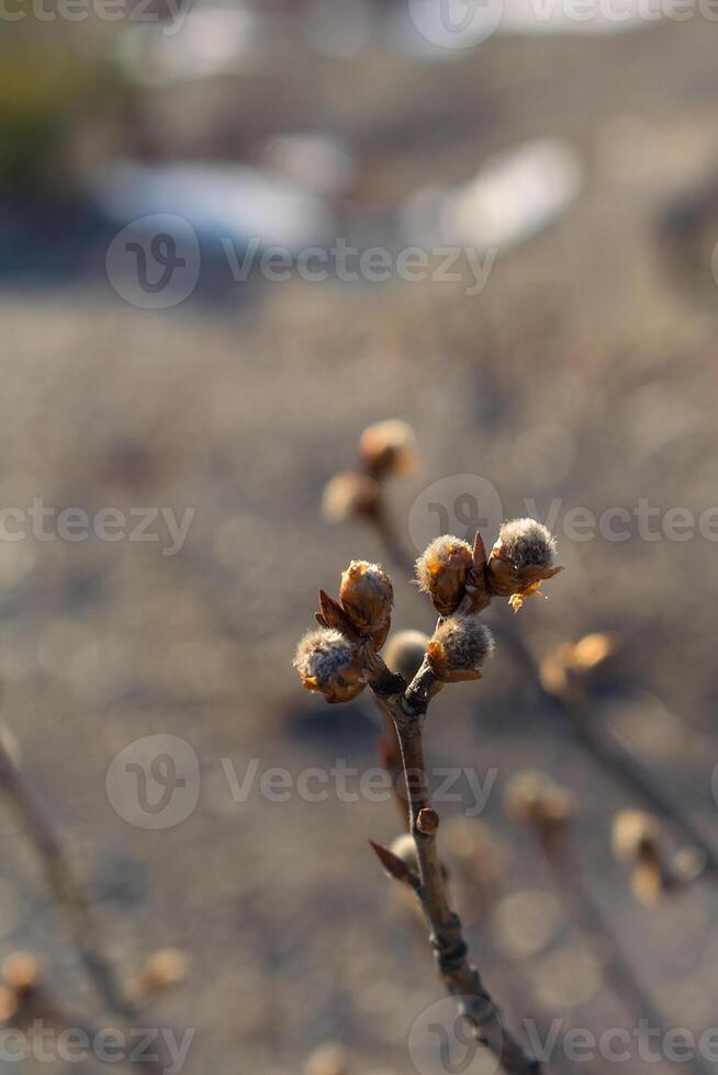 Buds on a tree branch in spring. The willow begins to grow. Symbol of spring. photo