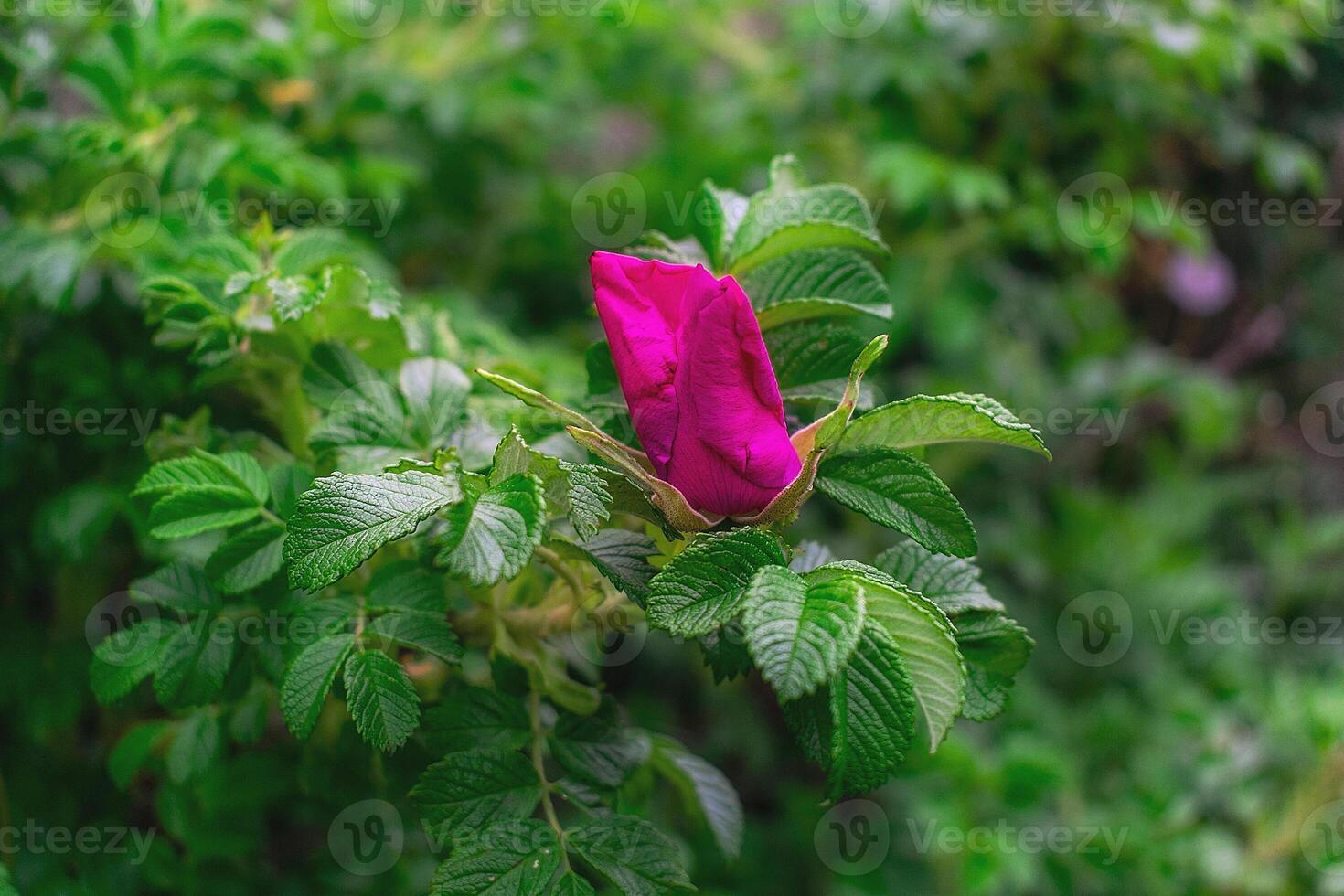 Half-opened flower of wild rose against the background of thickets of wild rose photo