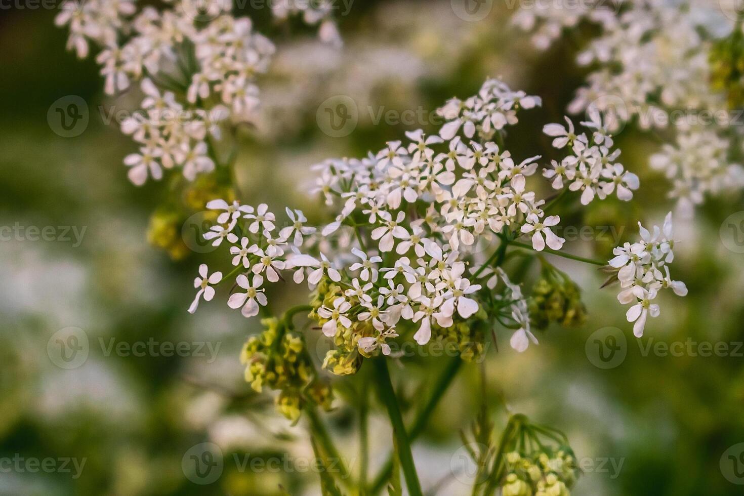 Wildflowers illuminated by the sun during sunset. Summer wildflowers in the light of the sun. A feeling of freedom and joy on a summer evening. Close to nature. photo
