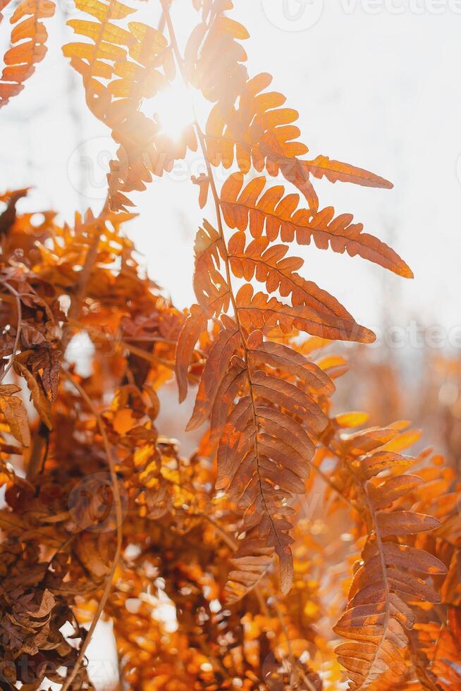 Dry fern leaves in the winter forest illuminated by the rays of the sun during sunset. Orange fern leaves dried up in autumn. photo