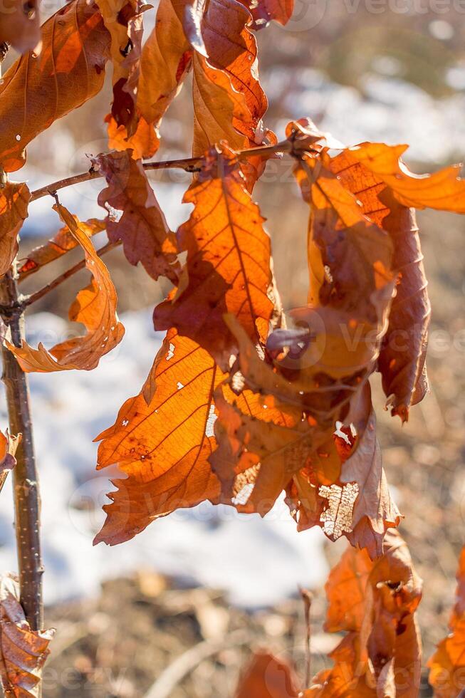 Dry oak leaves on a branch in the winter forest. Sunset illuminates dry oak leaves in the winter forest. photo