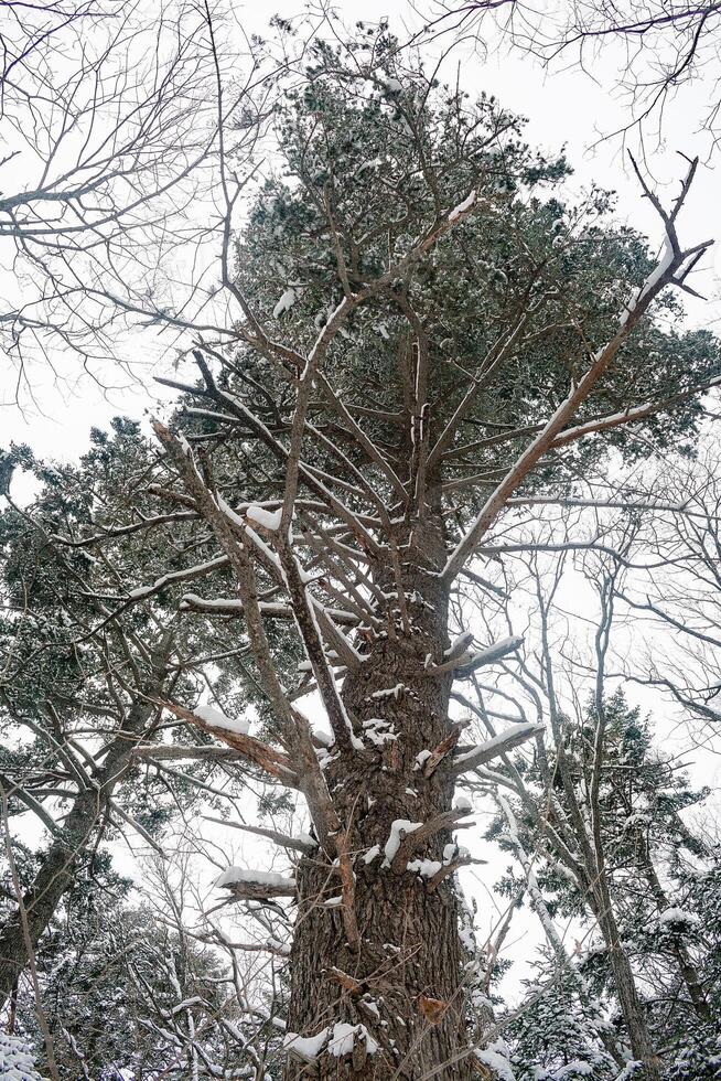 Taiga, winter forest. Pine trees in a snowy forest on a winter day. Forest covered with snow. photo