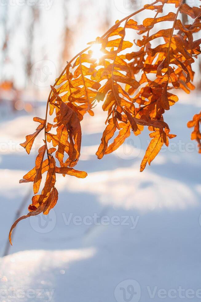 Dry fern leaves in the winter forest illuminated by the rays of the sun during sunset. Orange fern leaves dried up in autumn. photo