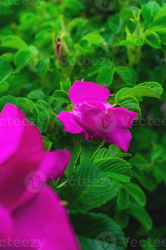 Half-opened flower of wild rose against the background of thickets of wild rose photo