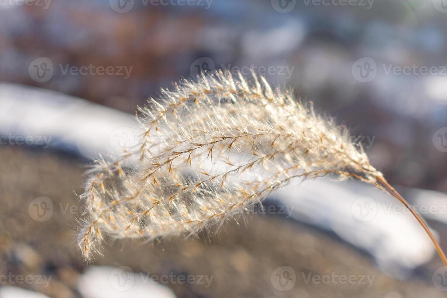 Tassels of dry reed grass. Dried fluffy tassels of grass. photo