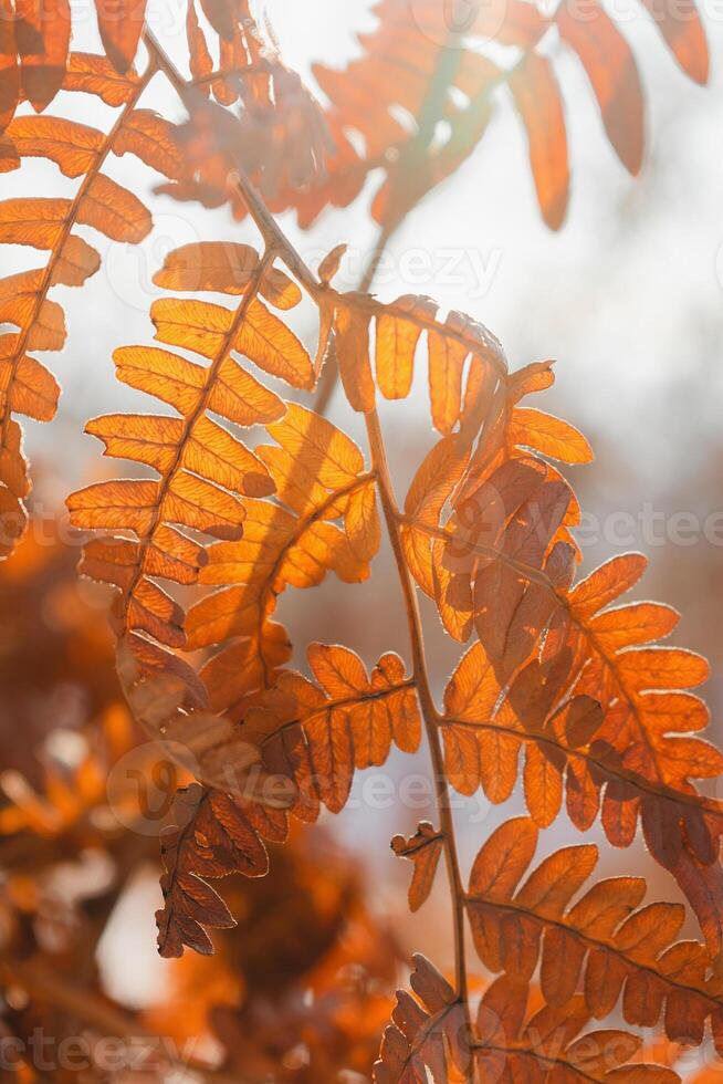 Dry fern leaves in the winter forest illuminated by the rays of the sun during sunset. Orange fern leaves dried up in autumn. photo