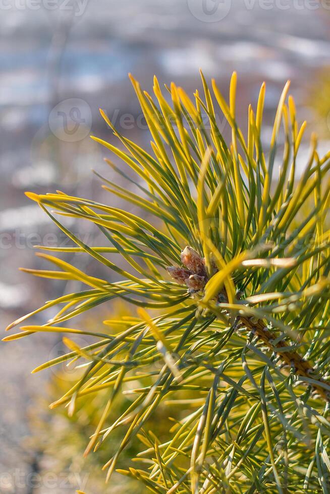 Coniferous twigs in the light of the sun during sunset. The needles illuminated by the sun. photo