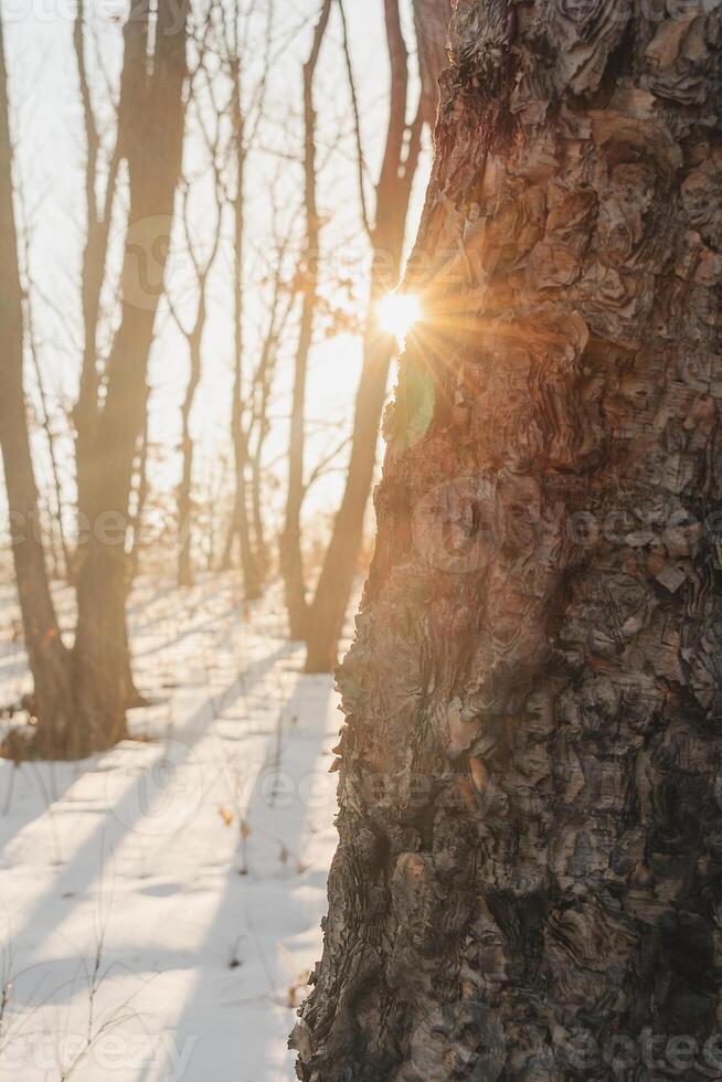 Winter forest covered with snow. The sun's rays shine from behind the trunk of a young oak tree. Great for wallpaper. photo