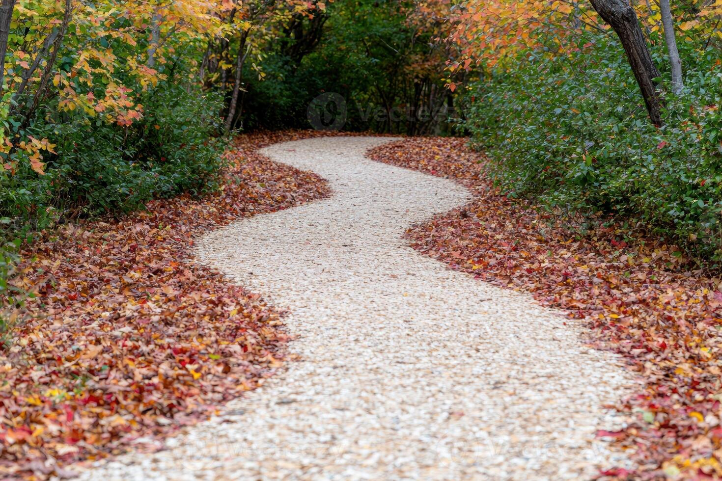 Winding autumn path through colorful forest photo