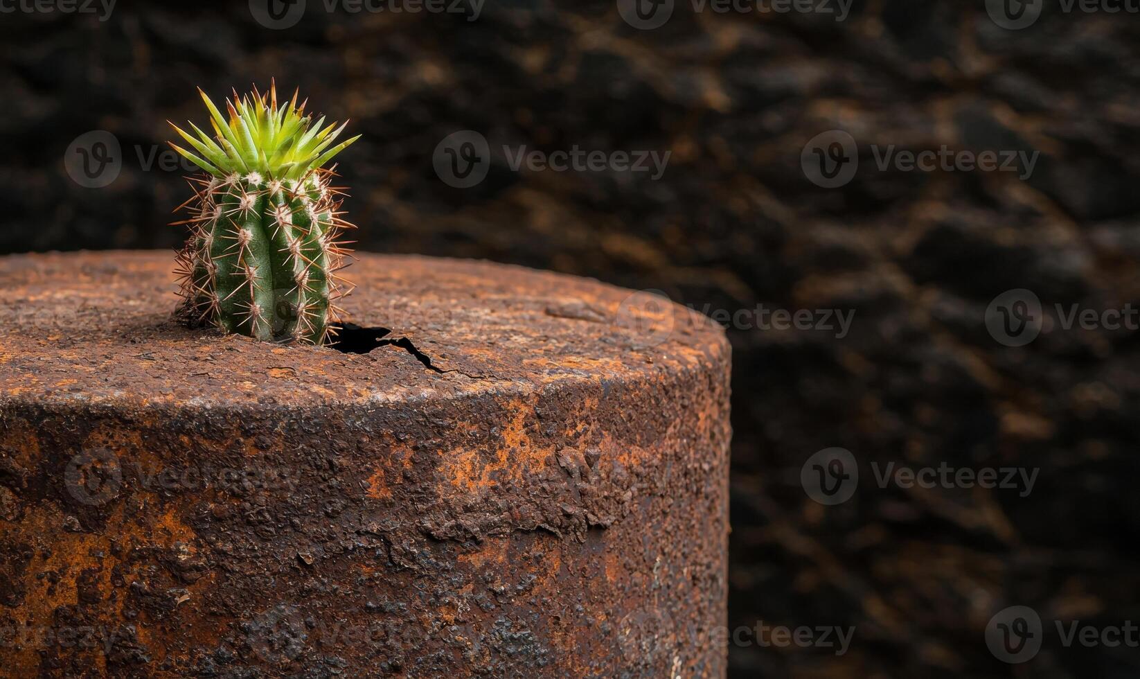 Resilient cactus growing on rocky surface photo
