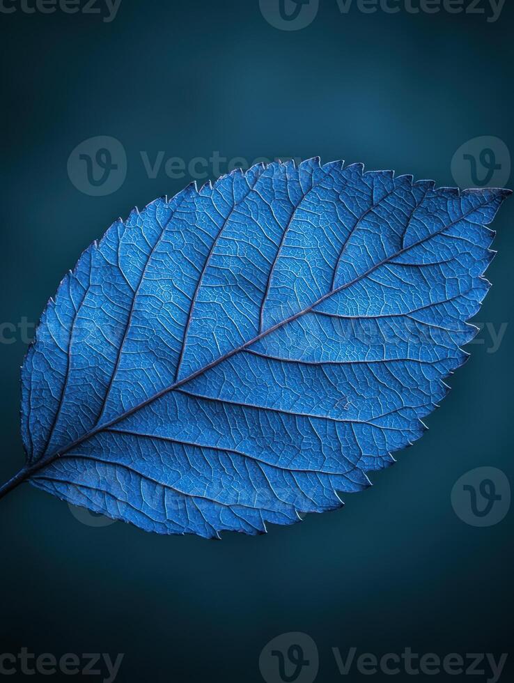 Detailed blue leaf texture on dark background photo