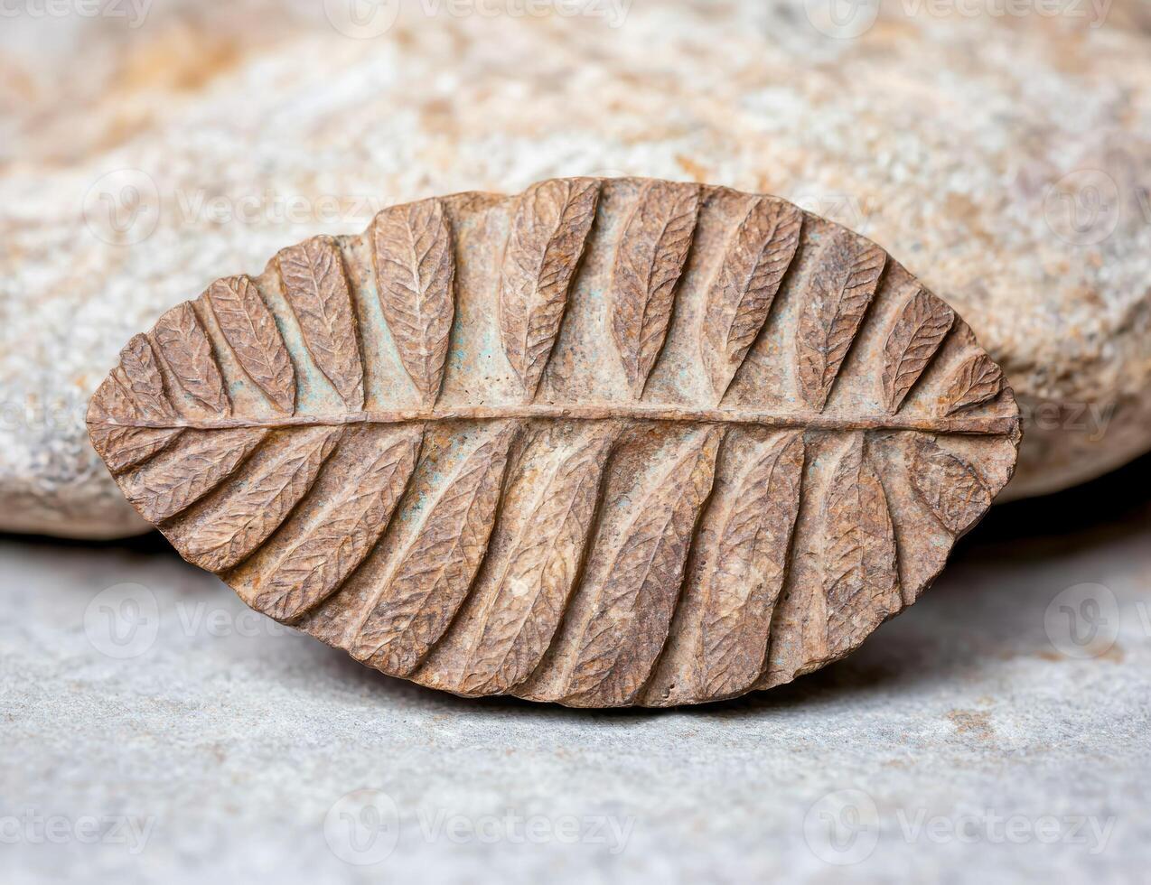 Close up of a fossilized leaf imprint on a stone photo