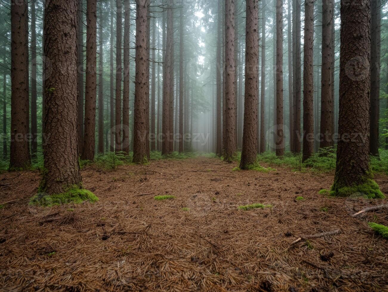 Mysterious forest path through tall trees photo