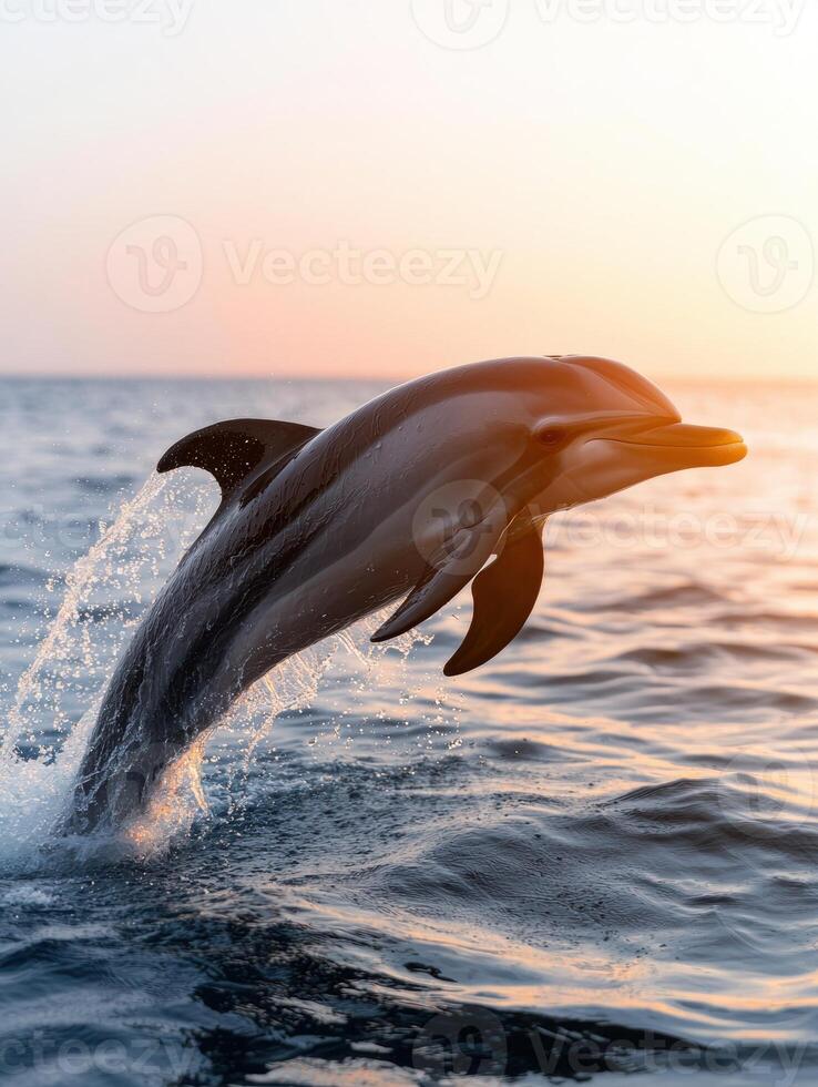 Dolphin leaping out of the ocean at sunset photo