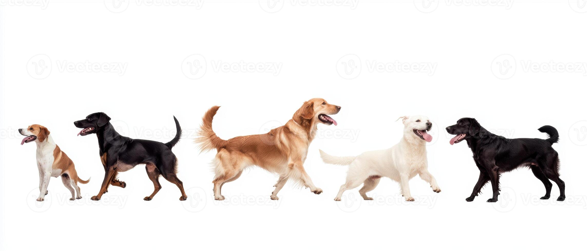 Group of diverse dogs in a row photo
