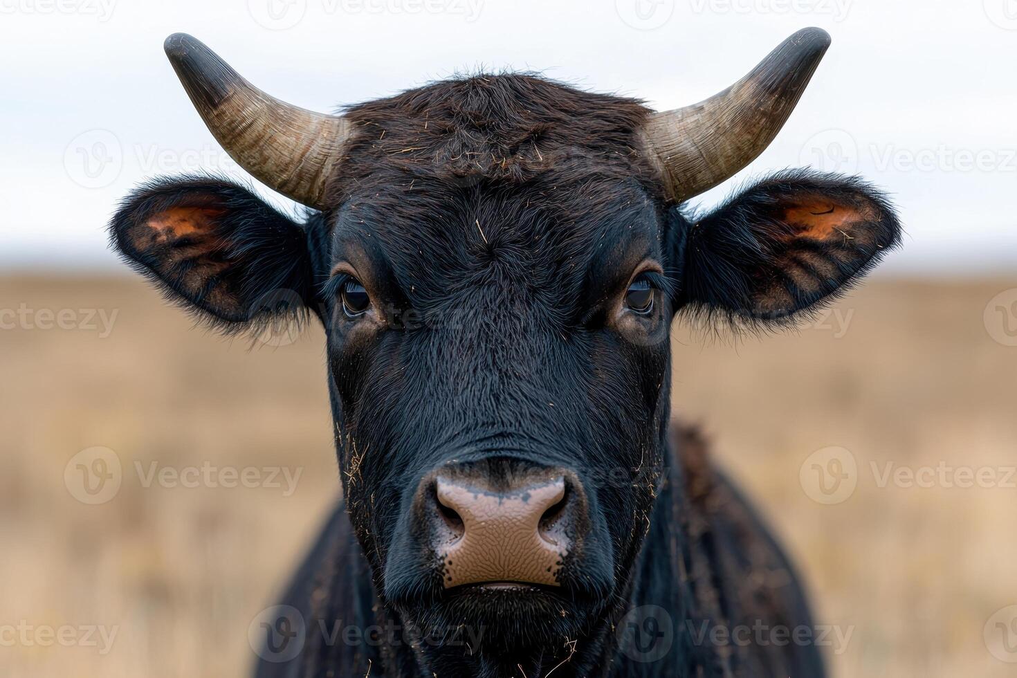 close up portrait of a black angus cow photo