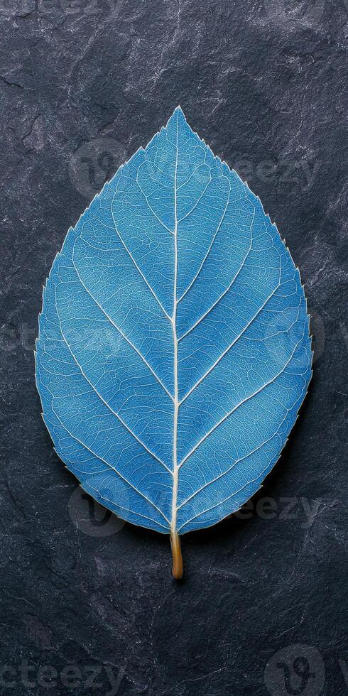 Intricate blue leaf on dark background photo
