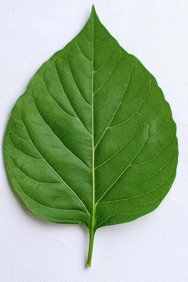close up of green leaf with intricate veins photo