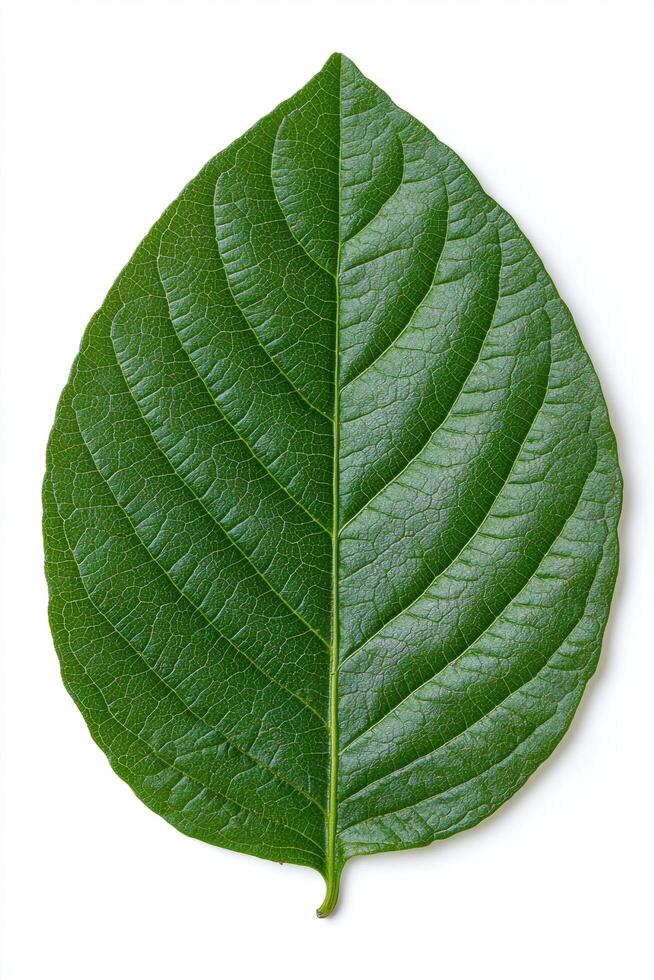 close up of a green leaf with intricate veins photo