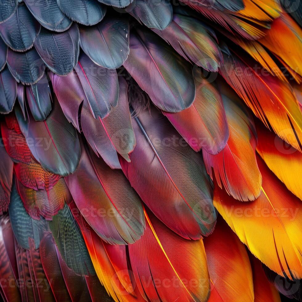 Vibrant bird feather texture photo