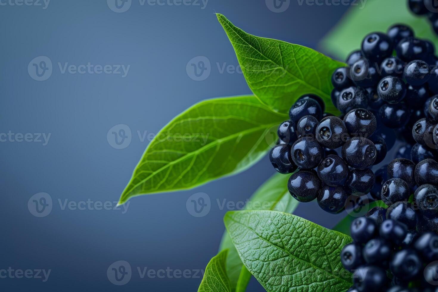 Close up of fresh blackberries with green leaves photo