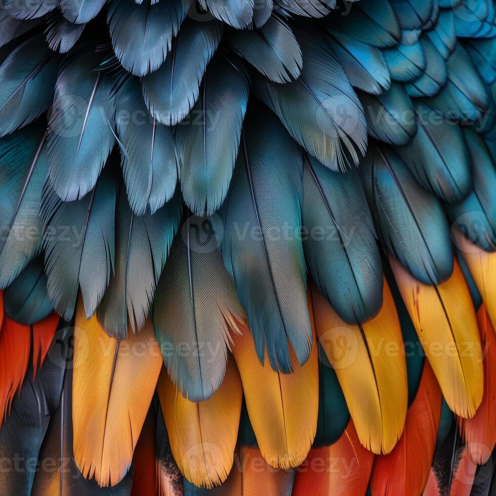 Vibrant Feather Texture photo