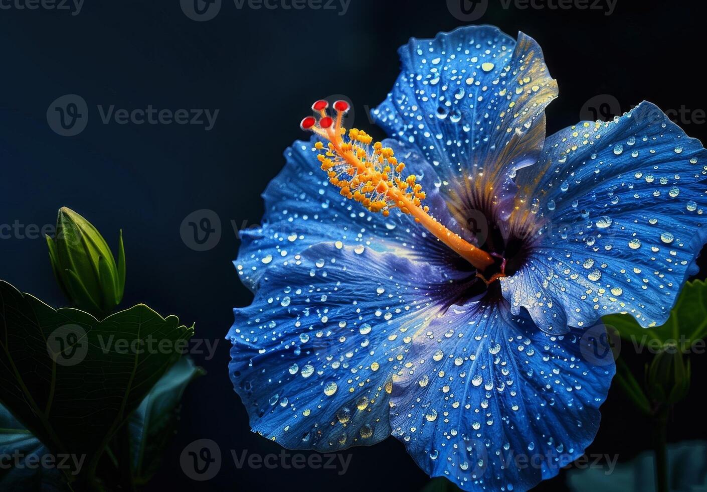 Vibrant blue hibiscus flower with water droplets photo