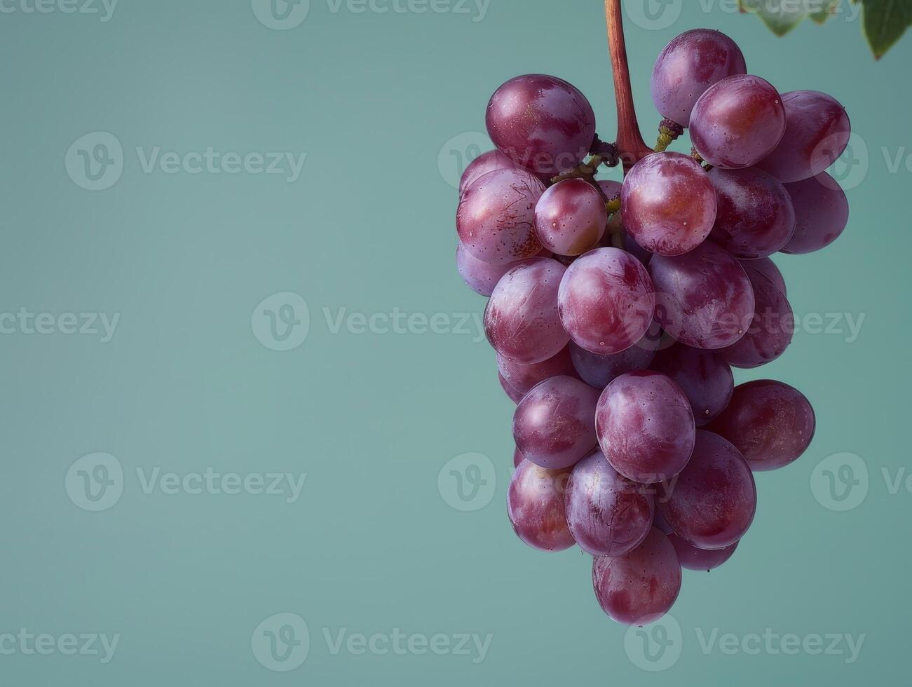 Bunch of fresh purple grapes photo