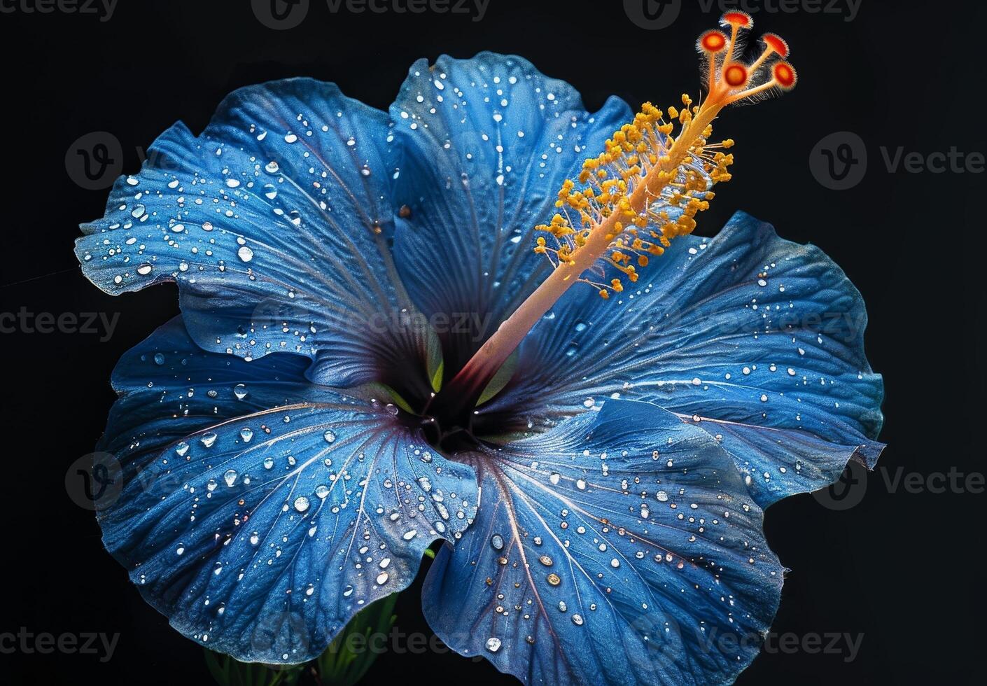 Stunning blue hibiscus flower with water droplets photo